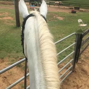 Meet your Posher, Susan